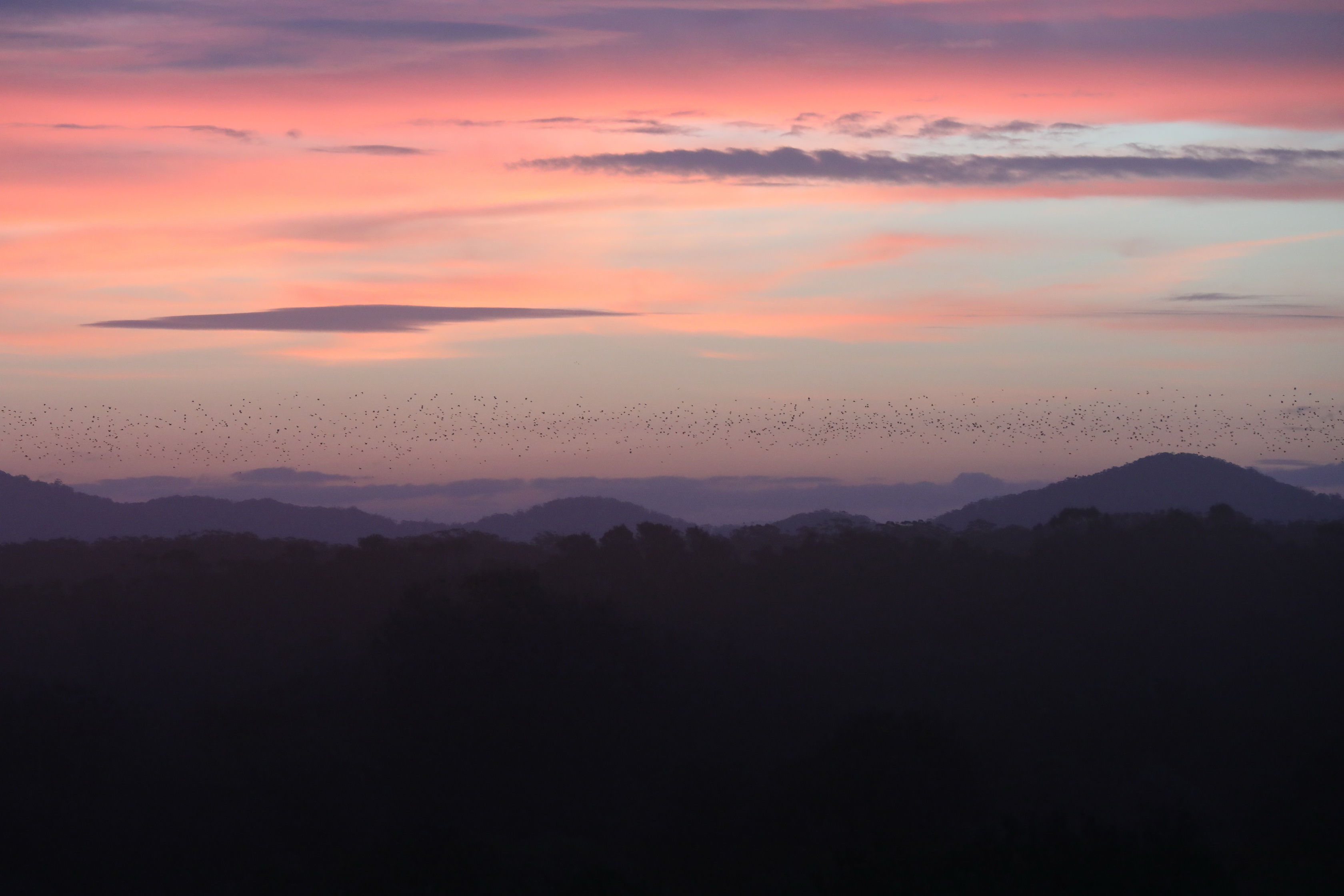 Tausende Flying-foxes / Fruit Bats am Himmel